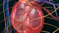 Human Heart Anatomy